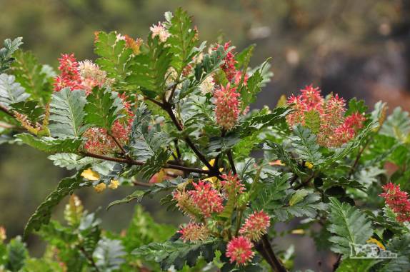 Árvores florindo em Caleta Tortel, no sul do Chile
